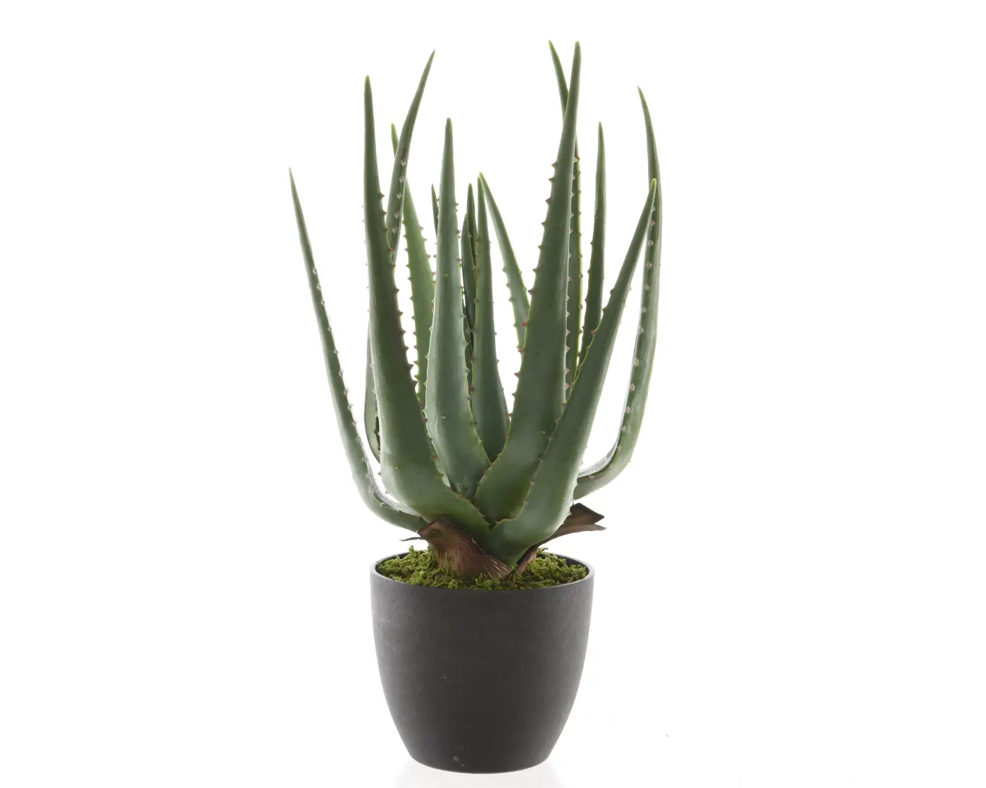 Aloe Vera im Topf