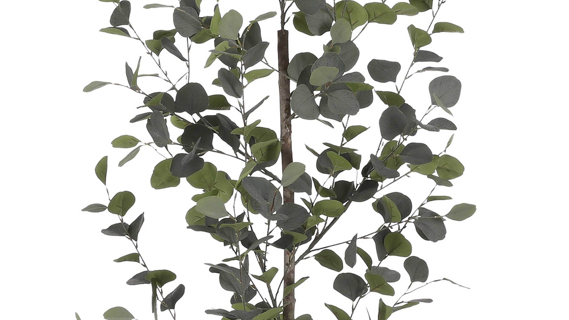 Eukalyptusstrauch Eukalyptusstrauch