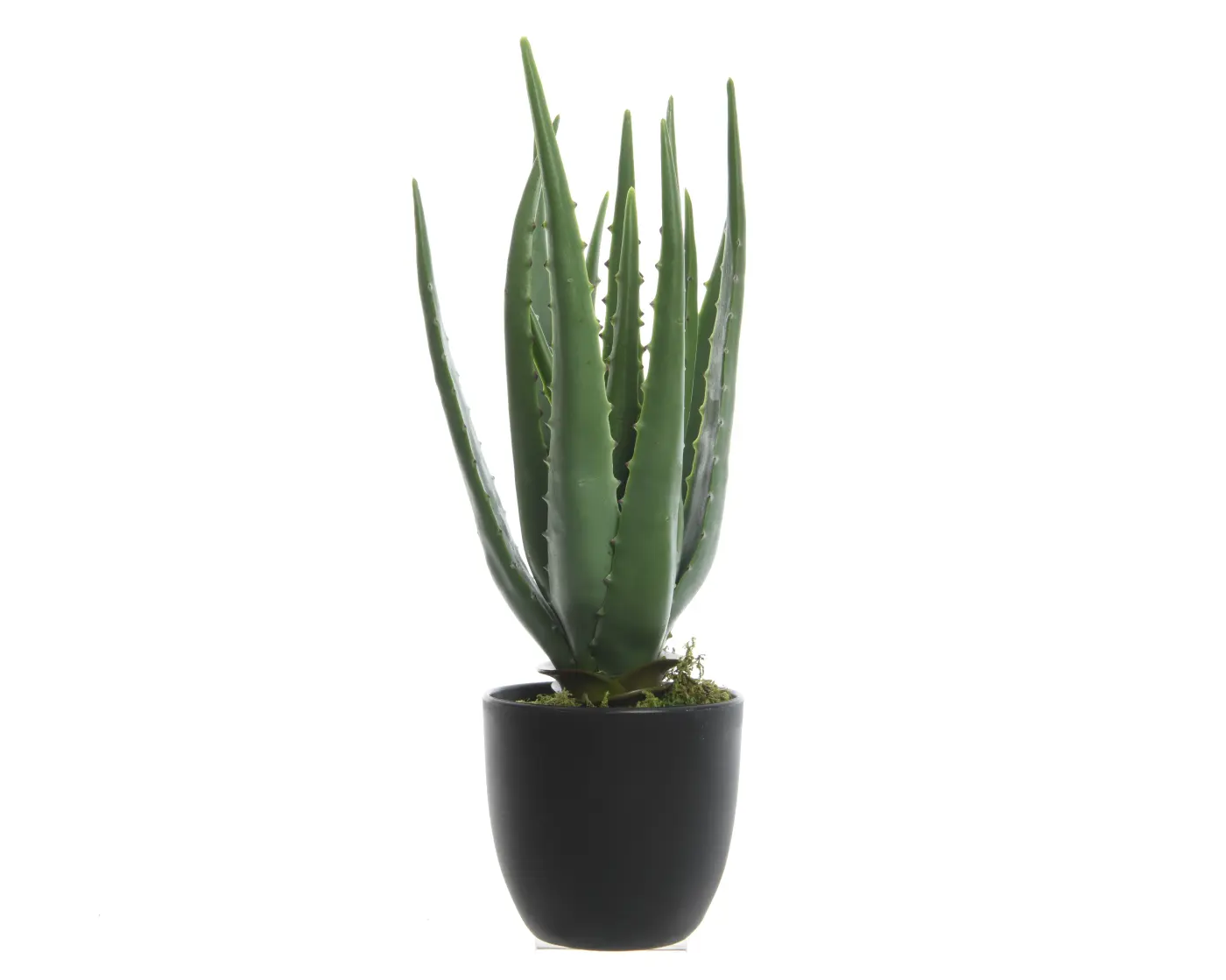 Aloe Vera im Topf Aloe Vera im Topf